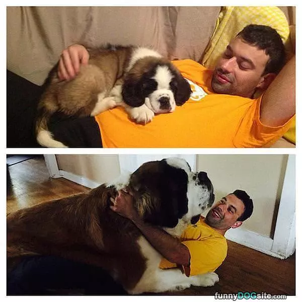 Not A Lap Dog Anymore