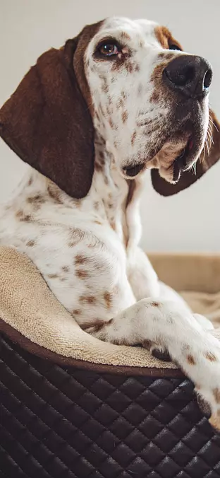 Slovakian Wirehaired Pointer