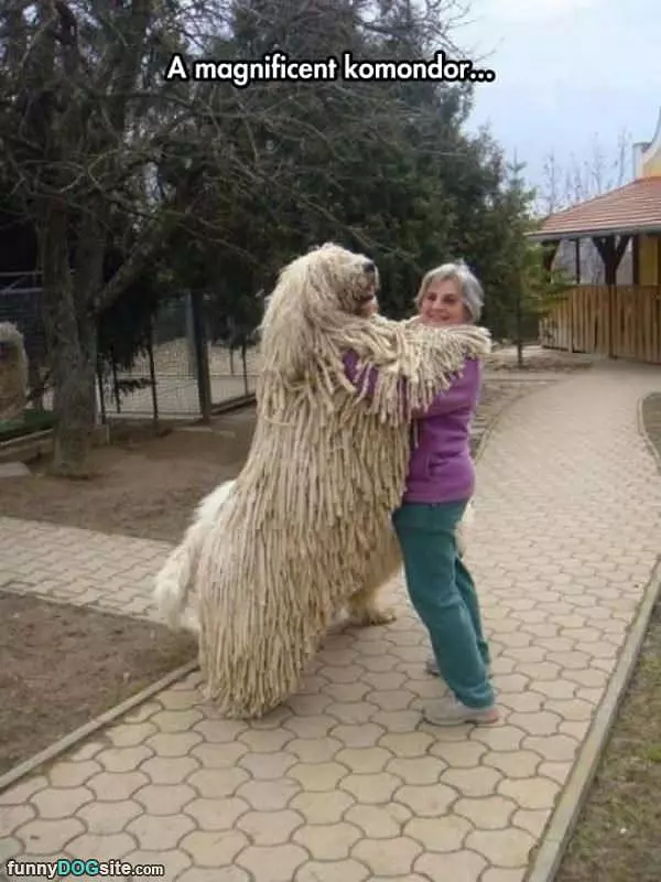 Komondor