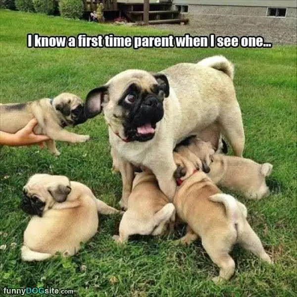 A First Time Parent