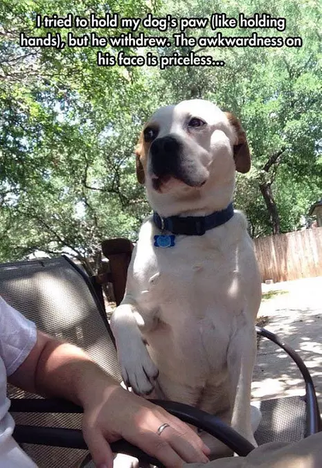 Holding My Dogs Paw