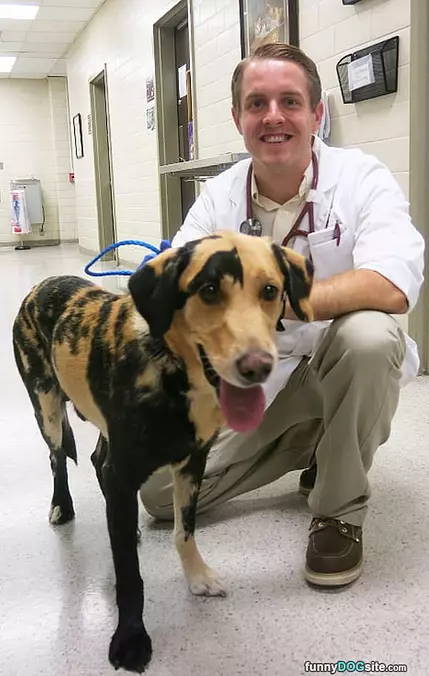 Calico Labrador Retriever