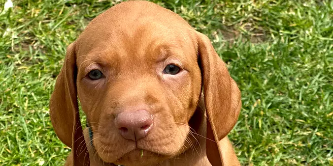 Vizsla Puppy
