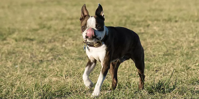 Funny Boston Terrier
