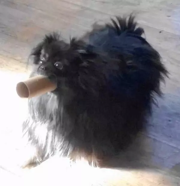 Toilet Paper Roll