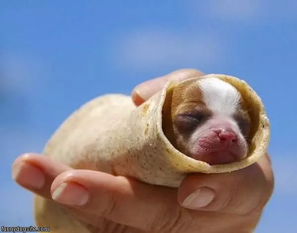 Burrito Puppy