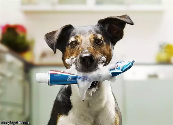 Tooth Paste Dog