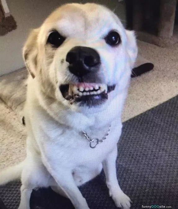 Grrrrrrr