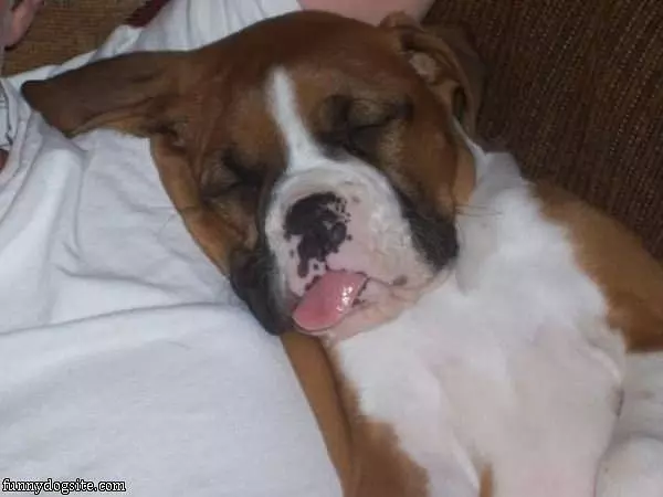 This Is A Relaxed Dog