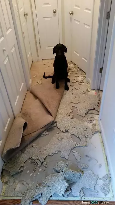 Wasnt Me I Swear