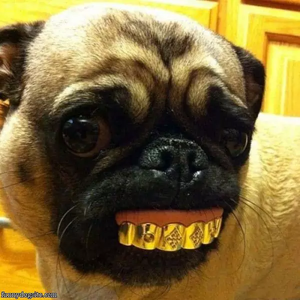 My Grill