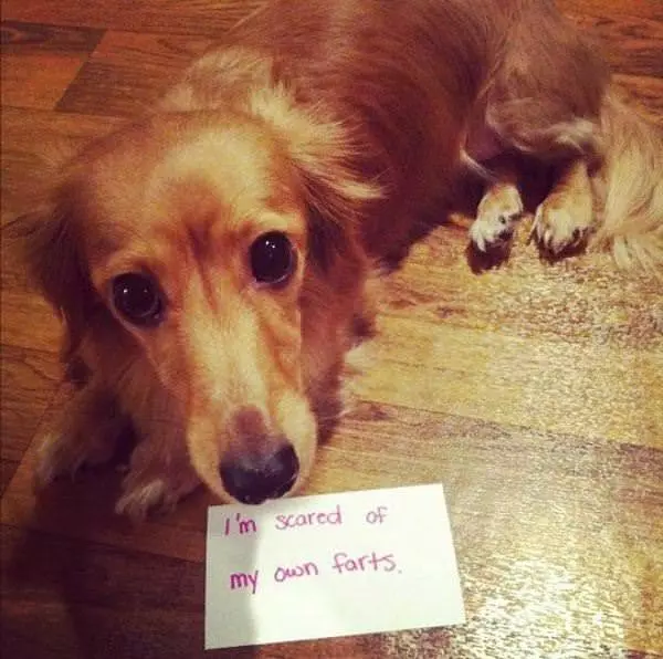 Scared Of My Farts