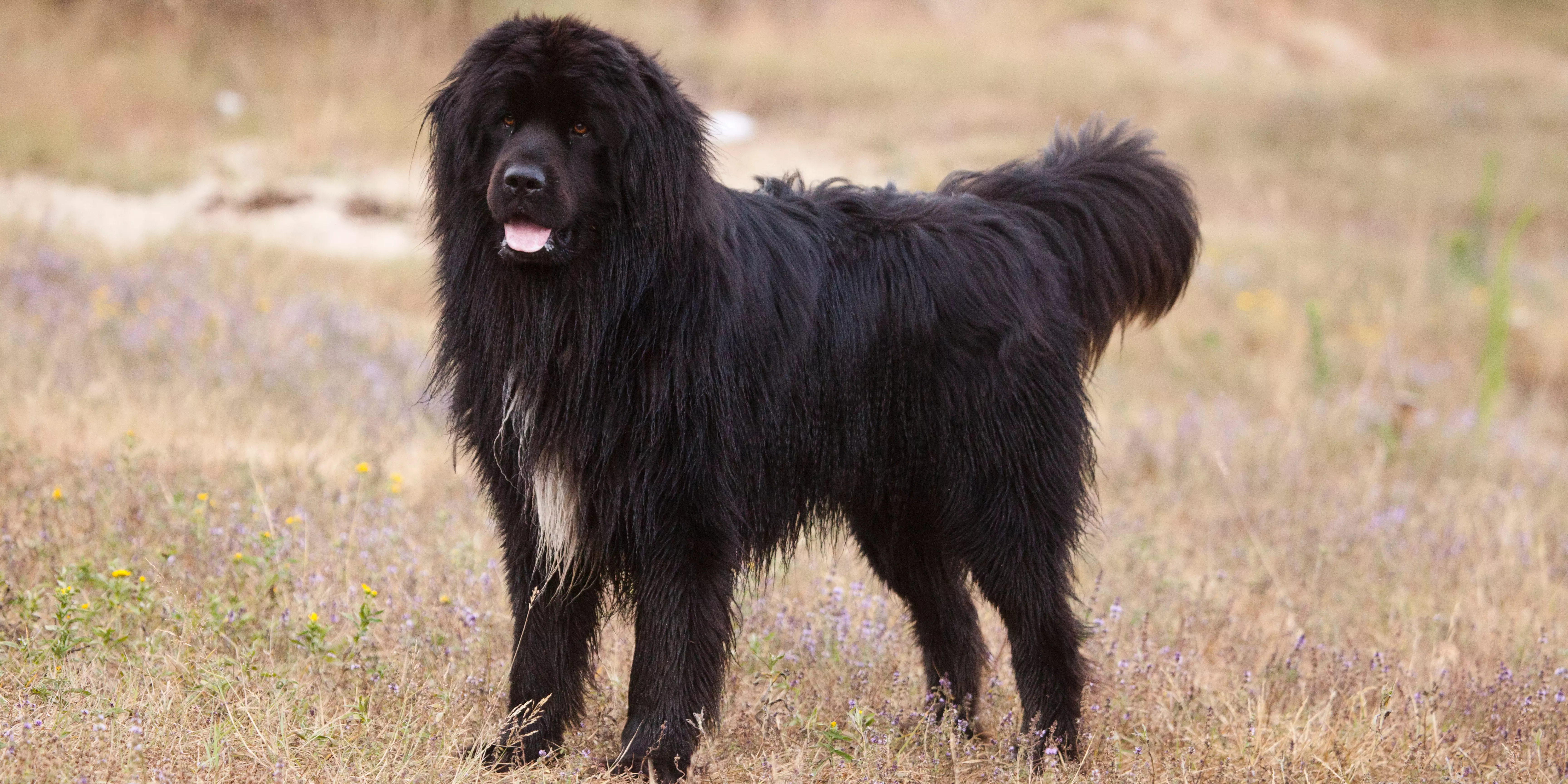 Newfoundland dog