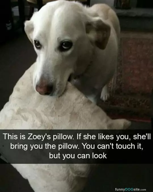 Zoeys Pillow