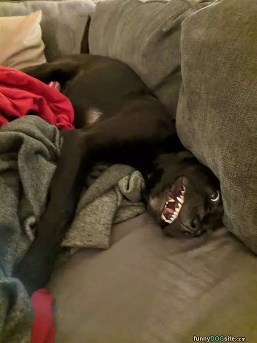 Rarrrwwwrrr