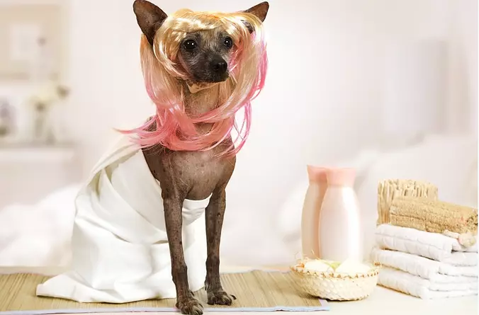 funny Xoloitzcuintli dog we...