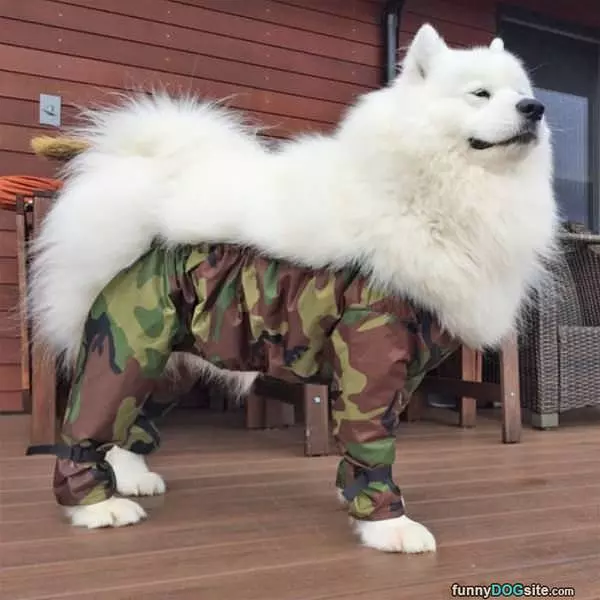 Fluffing Right Out