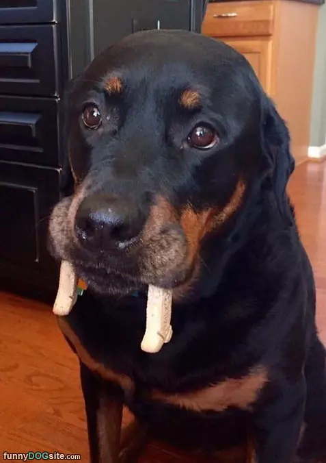 Im A Walrus