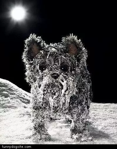Ice Dog