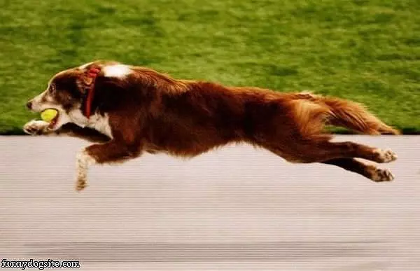 Superdog