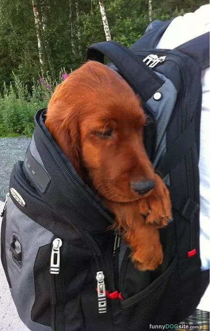 Im In A Bag