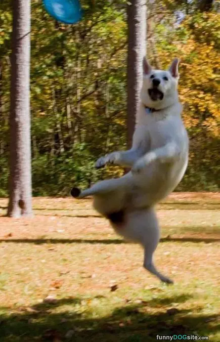 I Am A Ninja Dog
