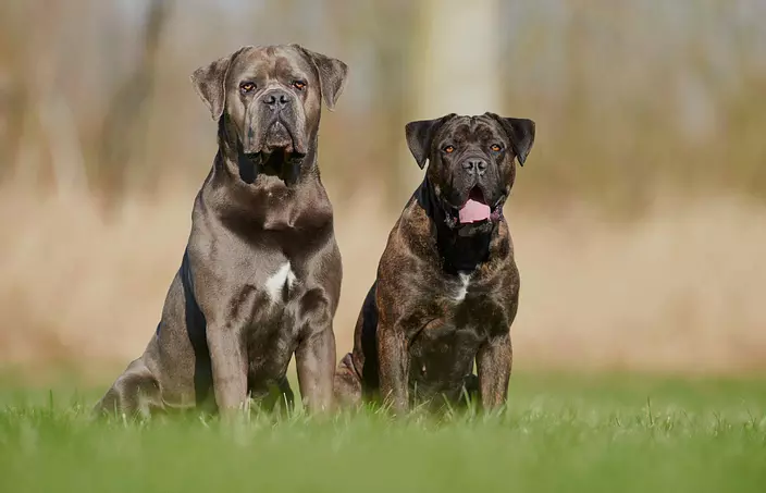 Cane Corso brothers