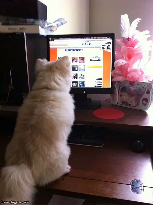 Thumper On Funnydogsite