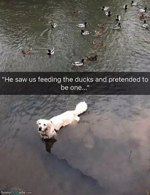 He Saw Us Feeding The Ducks
