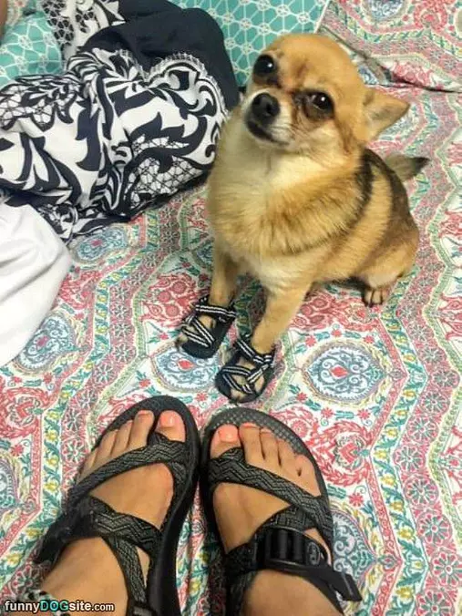Has His Own Shoes