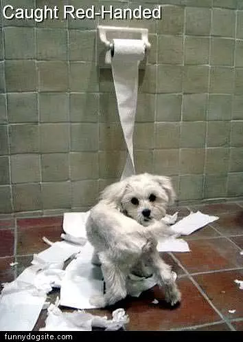 Toilet Paper