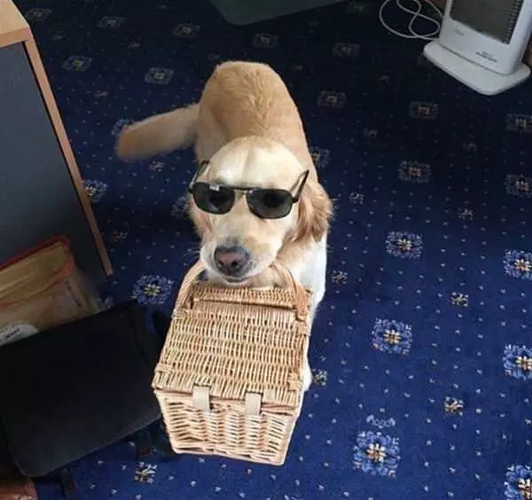 Ready For My Picnic