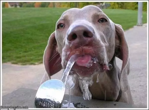 Drinking Water