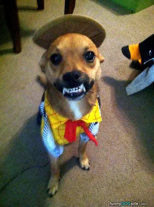 This Funny Dog