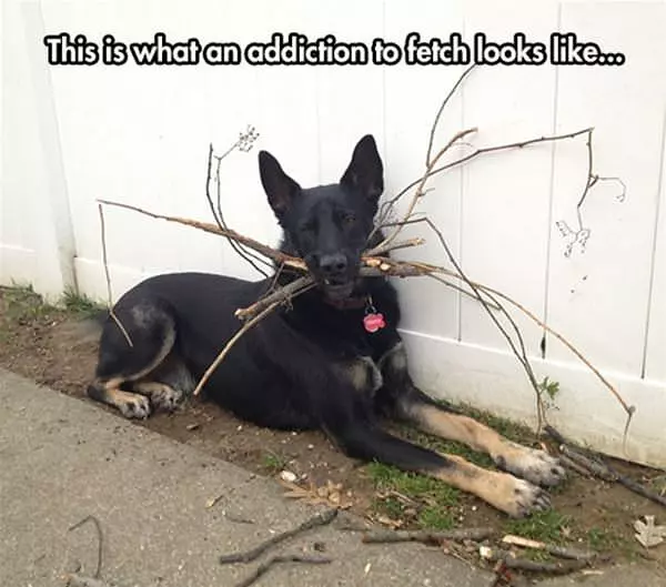 An Addition To Fetch