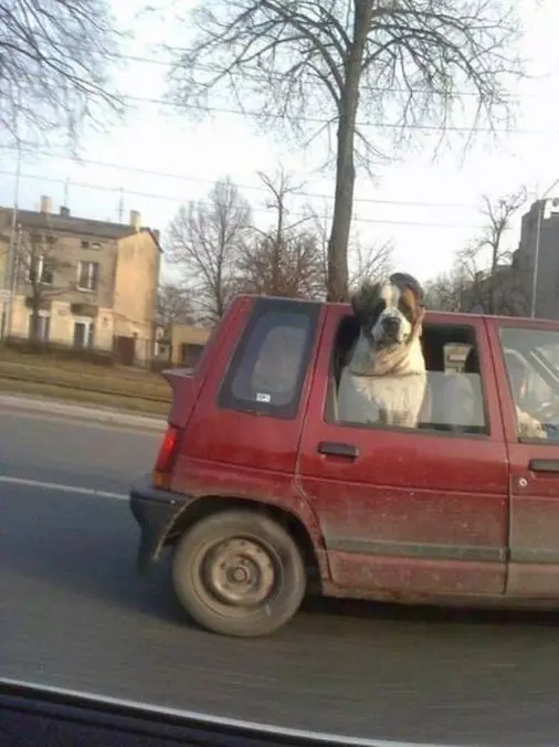 Woof