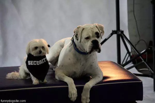Security Dog