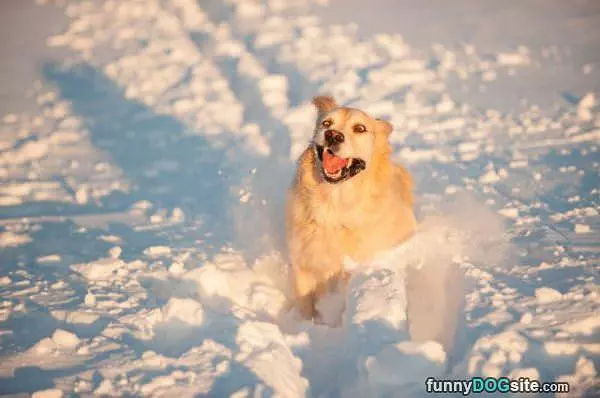 Majestic In The Snow