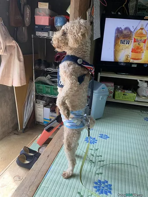 Stand Tall
