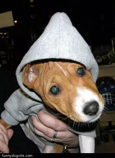 Hoodie Dog