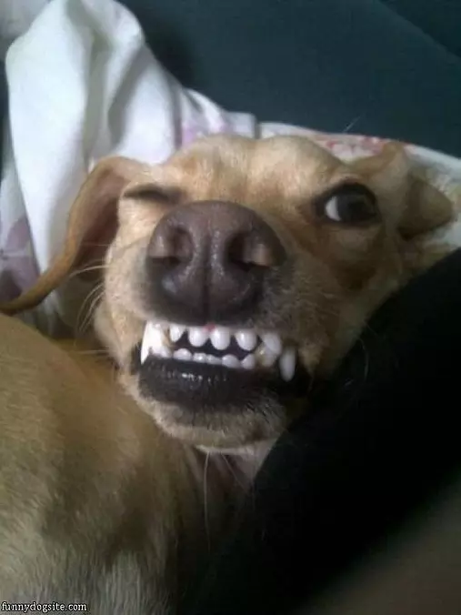 My Grrrr Face