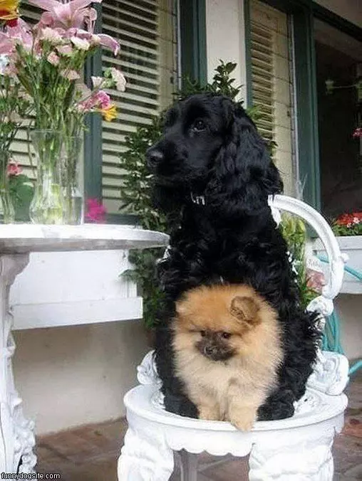 Sharing A Chair