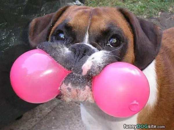 Perfect Toy