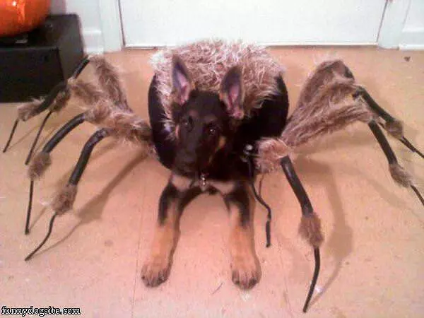 Dog Spider Costume