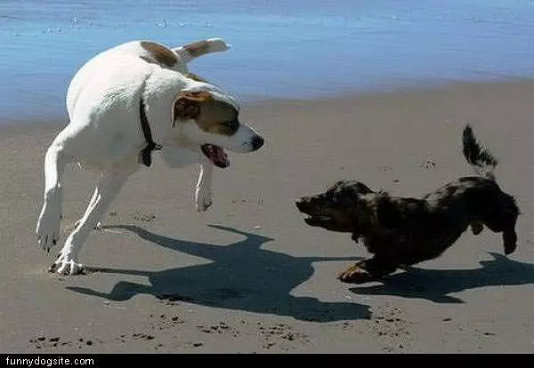 Fight
