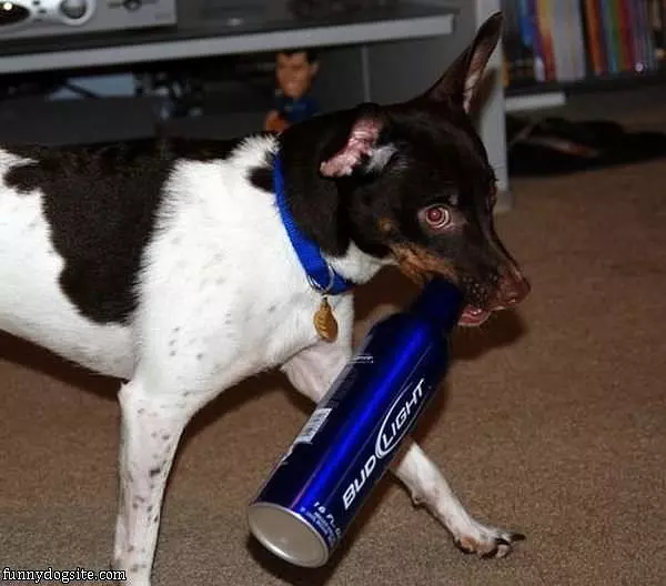 I Fetched The Beer
