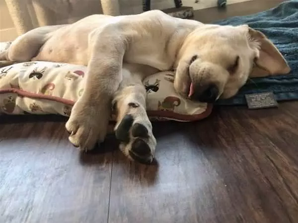 The Sweetest Little Dreams