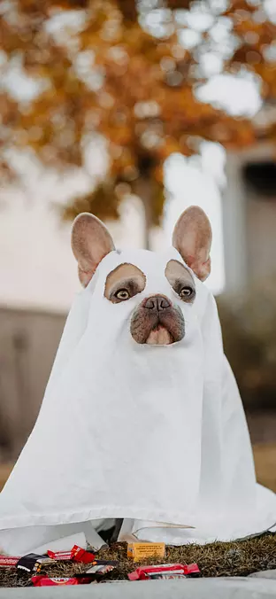 French Bulldog
