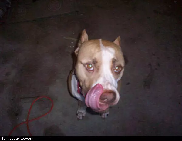 Tongue