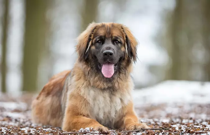 Leonberger puppy